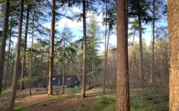 Blokhut vanuit bos