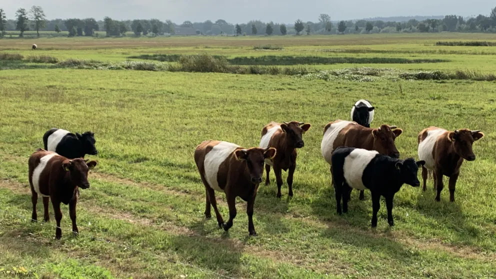 Lakenvelders kun je hier vaak zien