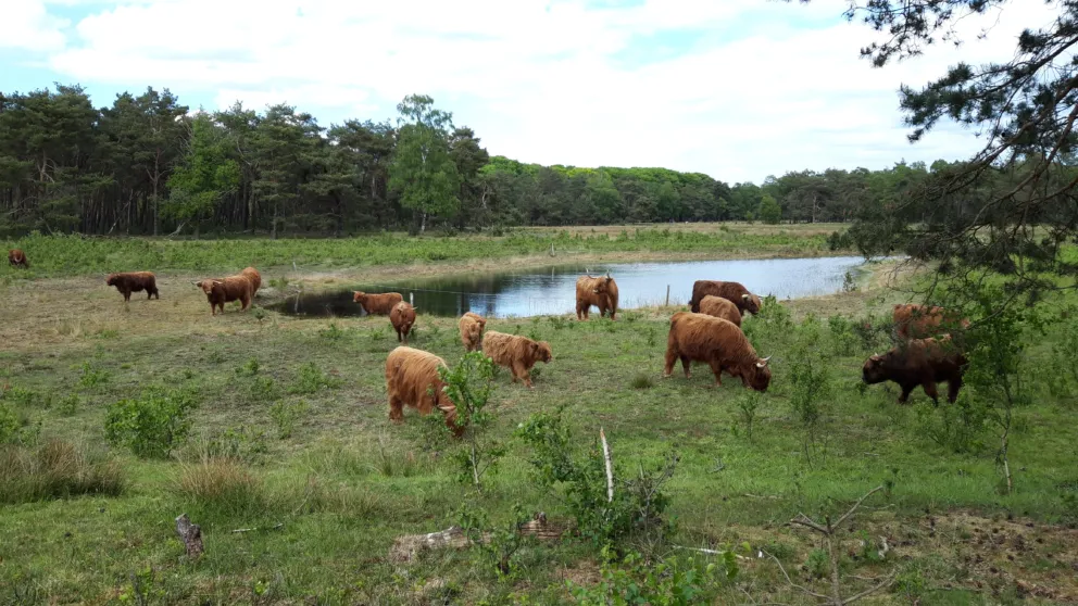 Schotse Hooglanders